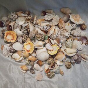 4 lbs decorative seashell different sizes and styles